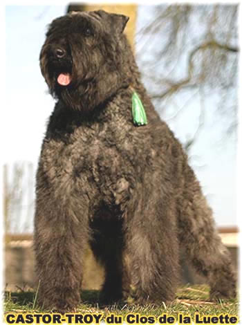 bouvier des flandres du clos de la luette - copyright d&eacute;pos&eacute;